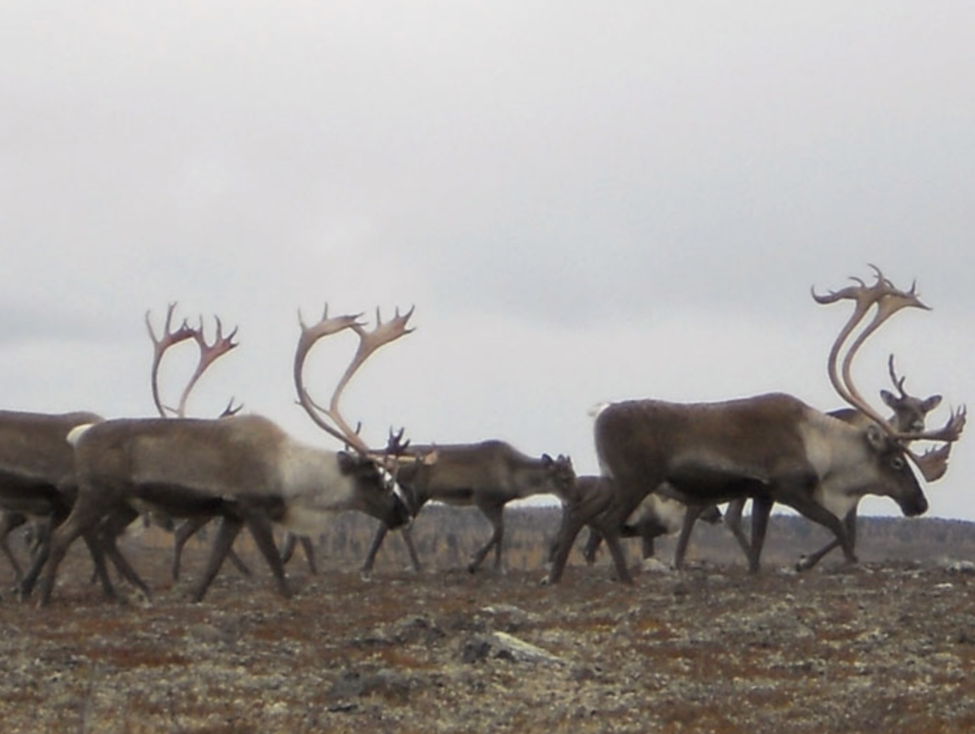 Canada Manitoba Caribou Hunting Lodge